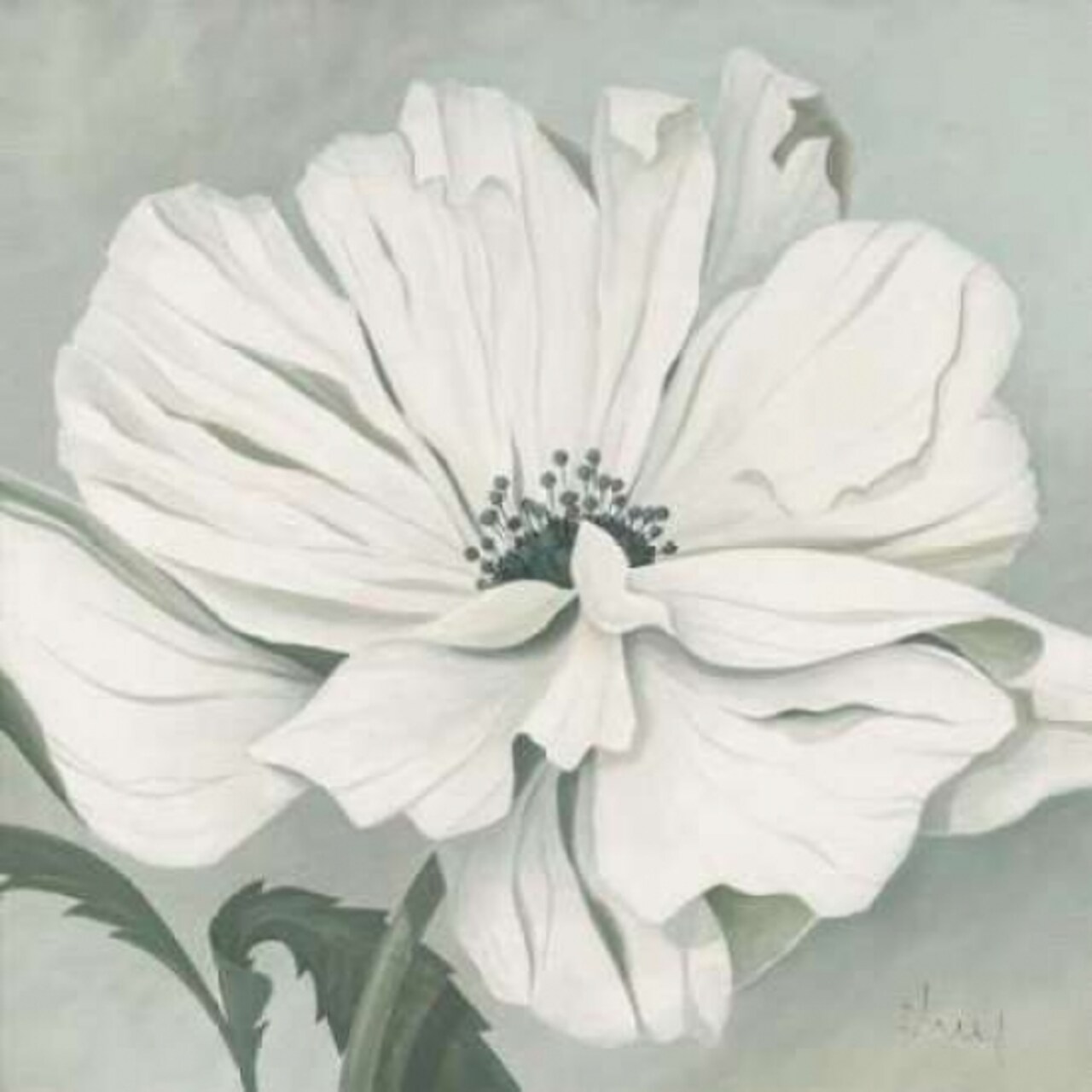 White poppy Poster Print by Franz Heigl - Item # VARPDXGA0116181